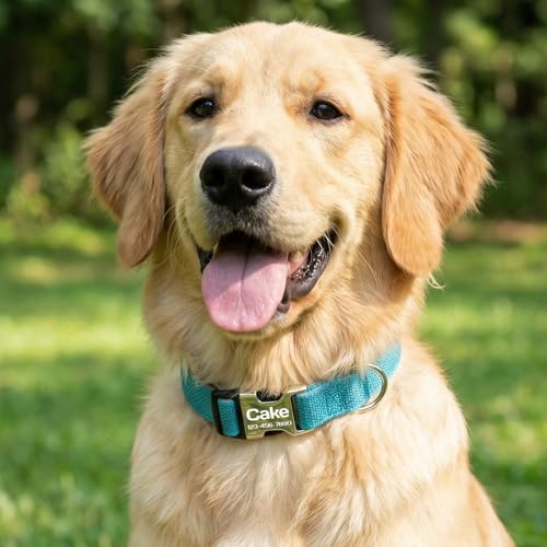 Personalized Dog Collars with Name and Phone