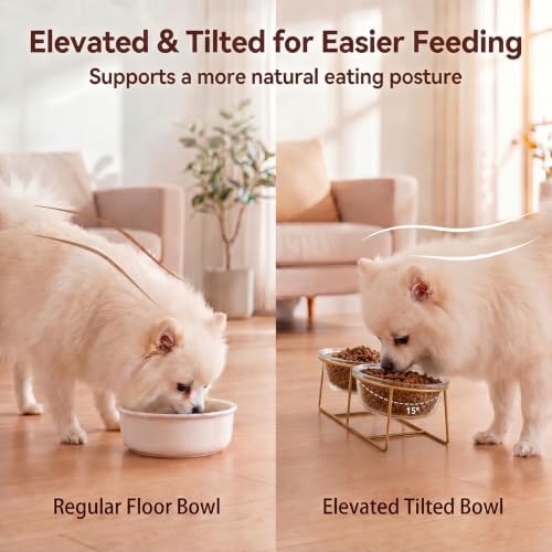 Elevated Dog Bowls for Small Dogs - 2 Glass Bowls with Gold Iron Stand - Raised Pet Dish Set for Food and Water - Comfortable Feeding