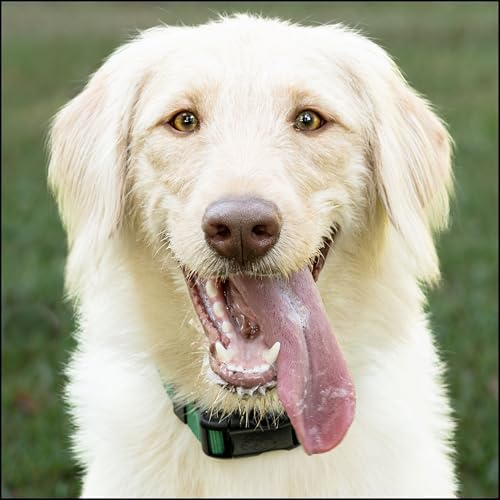 Country Brook Petz - Everyday Nylon Dog Collar for Large, Medium, and Small Dogs and Puppies - for Everyday Use in 30+ Colors (Medium, 3/4 Inch Wide, Christmas Green)