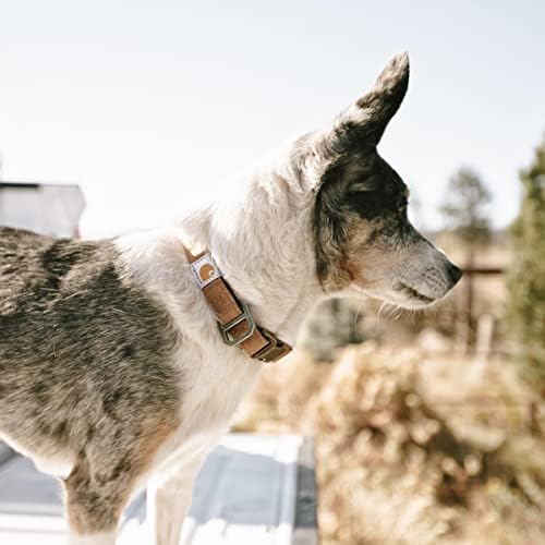 Carhartt Nylon Duck Dog Collar, Fully Adjustable Durable 2-Ply Cordura Nylon Canvas Collars for Dogs, Marine Blue, Medium