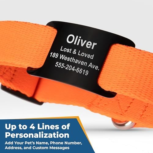 GoTags Dog Collar with Personalized Nameplate, Adjustable Collar Tag Combo