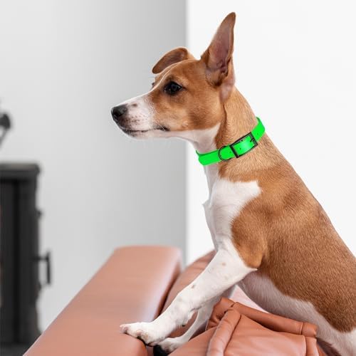 Dogline Biothane Waterproof Dog Collar Strong Coated Nylon Webbing with Black Hardware Odor- Proof for Easy Care Easy to Clean High Performance Fits Small Medium or Large Dogs, Tropical Green