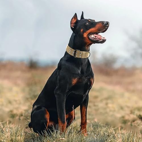Tactical Dog Collar with Name Patches, Khaki: L
