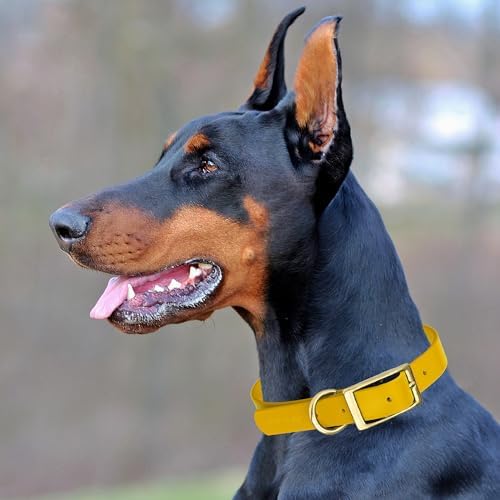 Viper Biothane Heavy Duty Waterproof Dog Collar Strong Coated Nylon Webbing w/Solid Brass Hardware Odor-Proof Easy to Clean High Performance Fits Small Medium or Large Dogs, Treasure Gold