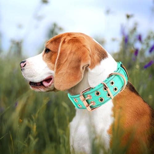 Heavy Duty Dog Collar for Medium Large Dogs,Teal,Large