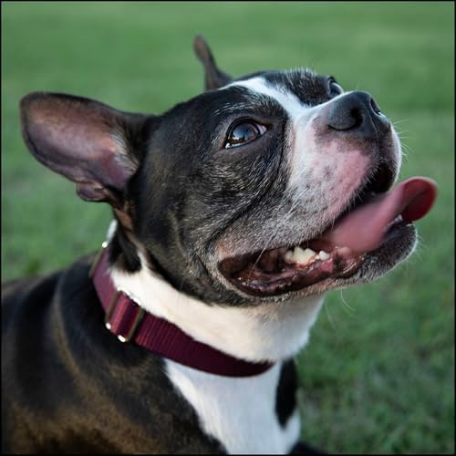 Country Brook Petz - Premium Nylon Dog Collar with Metal Buckle for Small Medium Large Breeds - 30+ Colors (Large, 1 Inch Wide, Burgundy)