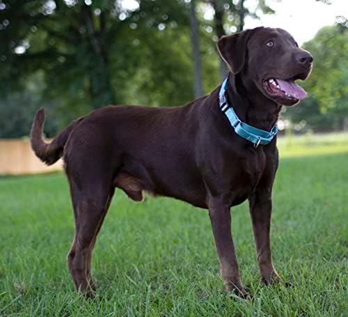 Martingale Dog Collar - Heavy Duty Nylon Adjustable Martingale Dog Collar with Plastic Buckle for Small Medium Large Breeds - 30+ Colors (1 Inch, Extra Large, Ocean Blue)