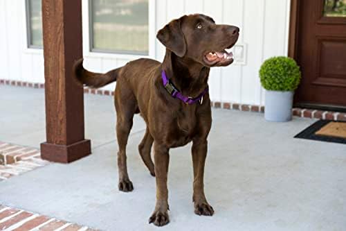 Martingale Dog Collar - Heavy Duty Nylon Adjustable Martingale Dog Collar with Plastic Buckle for Small Medium Large Breeds - 30+ Colors (1 Inch, Large, Purple)