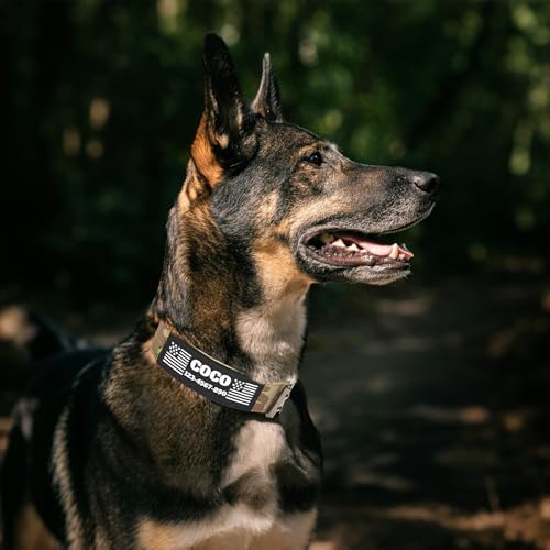 Tactical Dog Collar with Name Patches, Black: XL