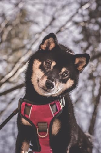 Embark No Pull Dog Harness, Reflective Adjustable Training Vest, No Choke