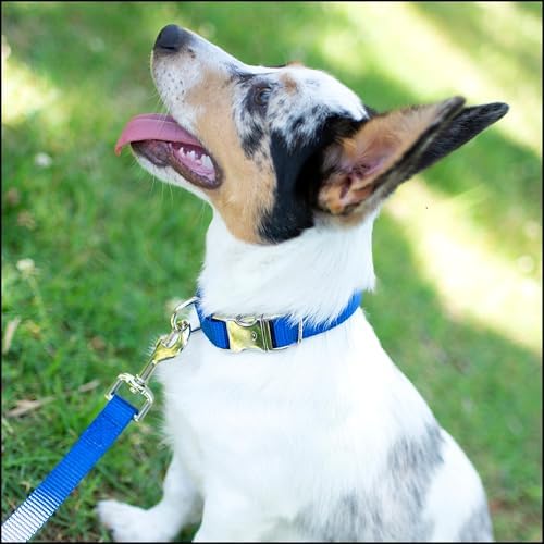 Country Brook Petz - Premium Nylon Dog Collar with Metal Buckle for Small Medium Large Breeds - 30+ Colors (Small, 3/4 Inch, Bright Royal Blue)