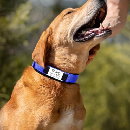 Personalized Nylon Dog Collar with Name Tag (Sky Blue, L)