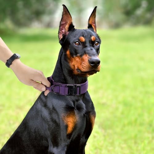 Tactical Dog Collar, Adjustable Military Training Nylon Collar, Purple XXL