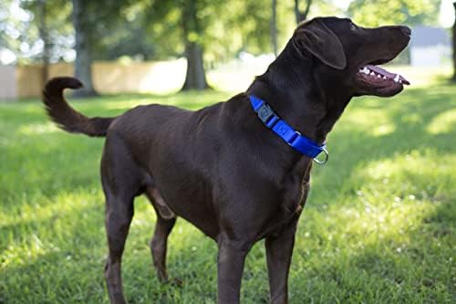 Martingale Dog Collar - Heavy Duty Nylon Adjustable Martingale Dog Collar with Plastic Buckle for Small Medium Large Breeds - 30+ Colors (3/4 Inch, Small, Bright Royal Blue)