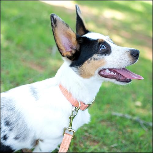 Country Brook Petz - Premium Nylon Dog Collar with Metal Buckle for Small Medium Large Breeds - 30+ Colors (Large, 1 Inch, Coral)