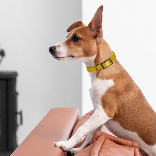 Dogline Biothane Waterproof Dog Collar Strong Coated Nylon Webbing with Black Hardware Odor- Proof for Easy Care Easy to Clean High Performance Fits Small Medium or Large Dogs, Treasure Gold