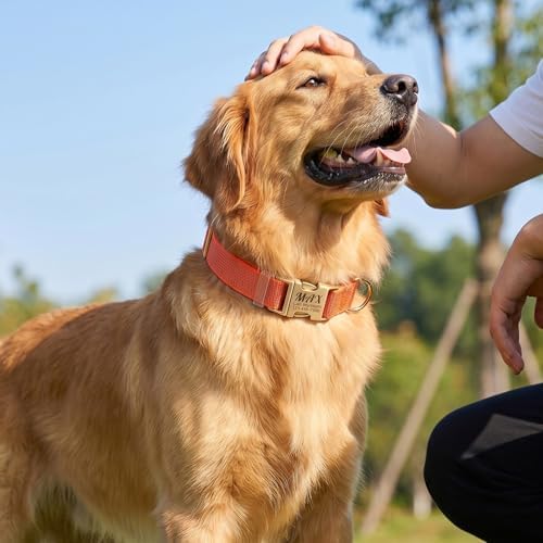 Custom Dog Collar with Name and Phone Number