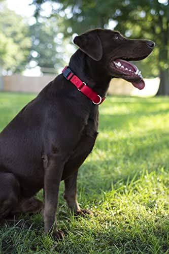 Martingale Dog Collar - Heavy Duty Nylon Adjustable Martingale Dog Collar with Plastic Buckle for Small Medium Large Breeds - 30+ Colors (3/4 Inch, Small, Red)