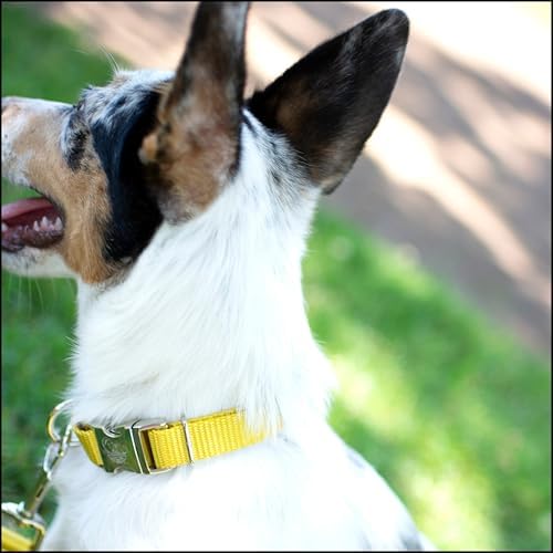 Country Brook Petz - Premium Nylon Dog Collar with Metal Buckle for Small Medium Large Breeds - 30+ Colors (Medium, 3/4 Inch, Gold)