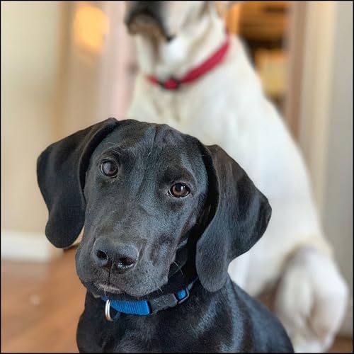 Country Brook Petz - Everyday Nylon Dog Collar for Large, Medium, and Small Dogs and Puppies - for Everyday Use in 30+ Colors (Extra Large, 1 Inch Wide, Bright Royal Blue)