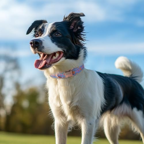 QQPETS Reflective Dog Collar with Metal Buckle Adjustable Nylon Collars Gift for Small Medium Large Boys Girls Dogs