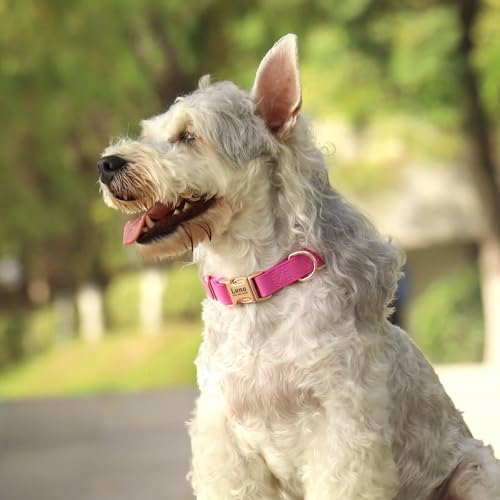 PET ARTIST Personalized Dog Collars, Custom Engraved Dog Collar with Silent Name Tag, Gold Quick Released Buckle & Soft Nylon Padded, 9 Colors & Matching Leash for Small Dogs,Hot Pink,S Fit 9-14"