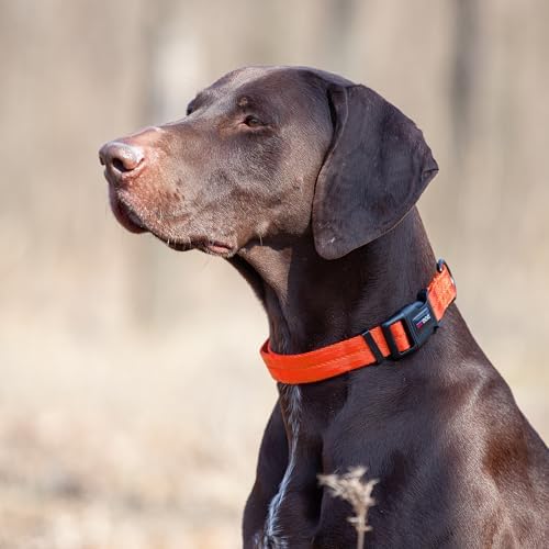 Dogline Orange Nylon Collar (W: 3/4" L: 13"-20")