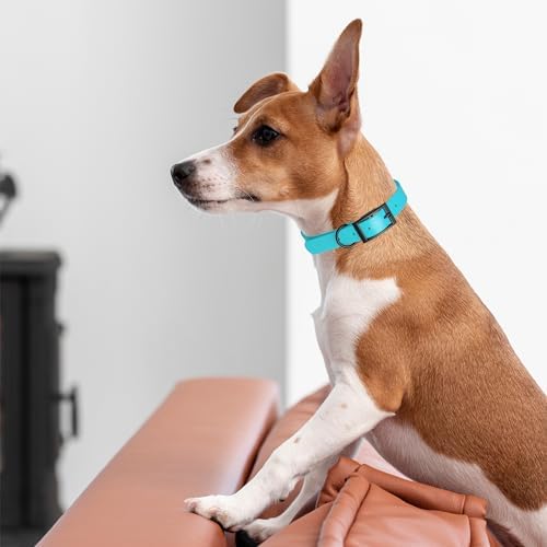 Dogline Biothane Waterproof Dog Collar Strong Coated Nylon Webbing with Black Hardware Odor- Proof for Easy Care Easy to Clean High Performance Fits Small Medium or Large Dogs, Sky Blue