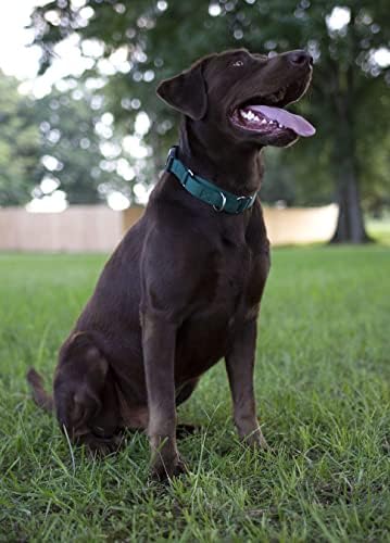 Martingale Dog Collar - Heavy Duty Nylon Adjustable Martingale Dog Collar with Plastic Buckle for Small Medium Large Breeds - 30+ Colors (3/4 Inch, Small, Teal)