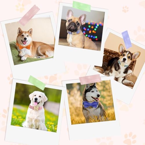 Custom Personalized Dog Collars with Pet Name/Phone Number Engraved Gold Metal Buckle - Adjustable Sizes Soft Stripe Velvet Collar for Small Medium Large Dogs - Dog Leash and Bow Tie Available