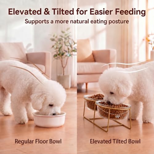 Elevated Dog Bowl Set of 2 - Double Glass Bowls with Gold Iron Stand - Raised Dishes Comfortable Feeding - Ideal for Small to Medium Sized Dogs