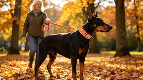 4-Layer Nylon Dog Collar,Heavy Duty for Large Dogs,Orange XL