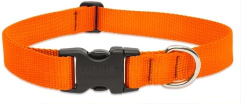LupinePet Basics 1" Blaze Orange 25-31" Adjustable Collar for Extra Large Dogs