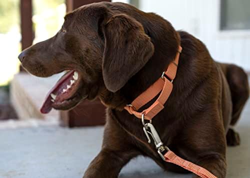 Martingale Dog Collar - Heavy Duty Nylon Adjustable Martingale Dog Collar with Plastic Buckle for Small Medium Large Breeds - 30+ Colors (1 Inch, Extra Large, Coral)
