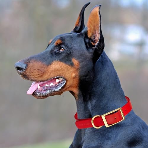Viper Biothane Heavy Duty Waterproof Dog Collar Strong Coated Nylon Webbing w/Solid Brass Hardware Odor-Proof Easy to Clean High Performance Fits Small Medium or Large Dogs, Cherry Red