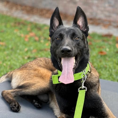 SparkDog 2” Working Dog Collar – Heavy Duty