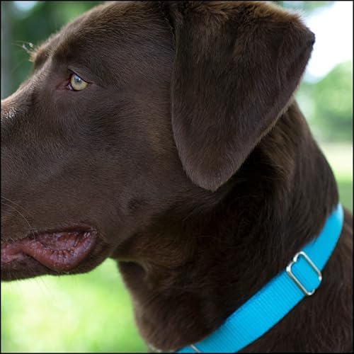 Country Brook Petz - Premium Nylon Dog Collar with Metal Buckle for Small Medium Large Breeds - 30+ Colors (Small, 3/4 Inch, Ice Blue)
