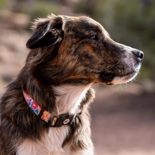 Wolfgang Heavy Duty, Adjustable Dog Collar with Quick Release Nylon Buckle for Walking & Training, PackLeader Print, Large