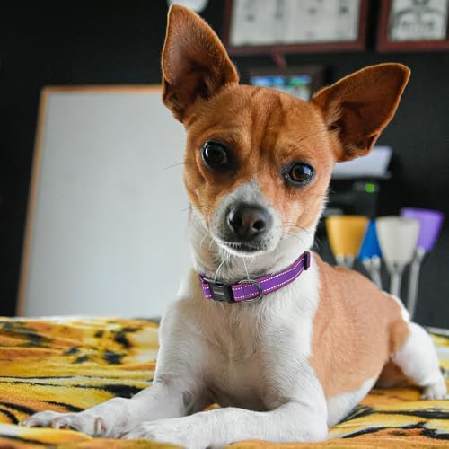 Kazazoo Small Dog Collar,Reflective Puppy Collar with Soft Padding Dog Collar No Pull,Lightweight, Nylon Collar for Puppies, Chihuahua, Yorkie & Teacup Dog 3-10 Lbs Purple-XS