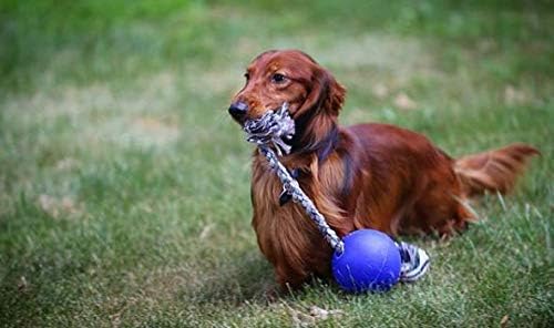 Jolly Pets Romp-N-Roll Rope & Ball Dog Toy, 4.5 in Small, Blue