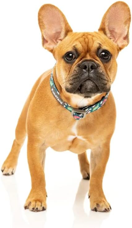 FuzzYard Dinosaur Land Dog Collar | Size S | Comfortable Neoprene Pet Collar for Everyday Walking & Training | Ideal Fit for Small Dogs