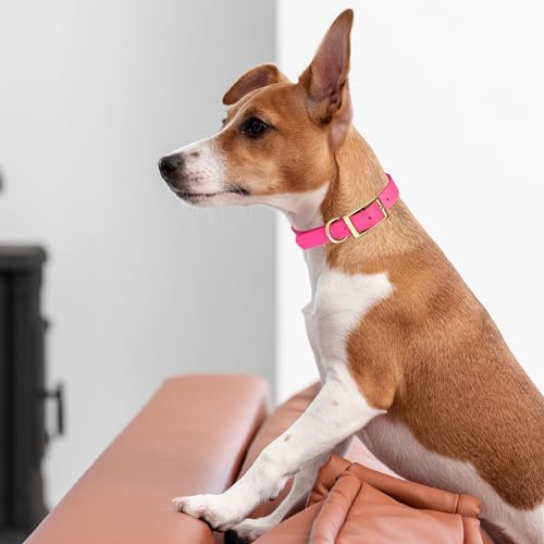 Viper Biothane Heavy Duty Waterproof Dog Collar Strong Coated Nylon Webbing w/Solid Brass Hardware Odor-Proof Easy to Clean High Performance Fits Small Medium or Large Dogs, Passionfruit Pink