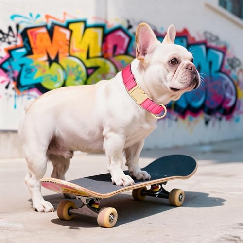 Didog Soft Padded Dog Collar for Medium Dogs, Neon Pink, M Neck 14-18"