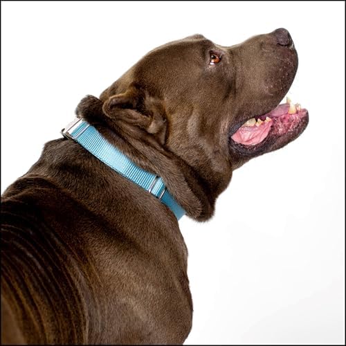 Country Brook Petz - Premium Nylon Dog Collar with Metal Buckle for Small Medium Large Breeds - 30+ Colors (Large, 1 Inch, Ocean Blue)
