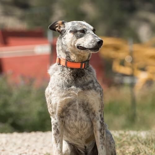 Browning Classic Webbing Collar, Small, 5/8 x 10-16IN Safety Orange