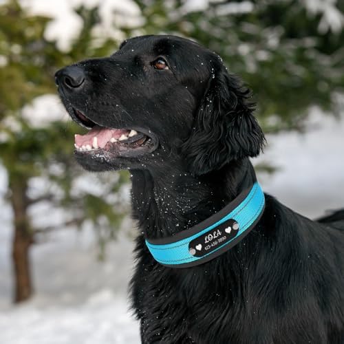 Custom Dog Collar with Engraved Name & Number, Turquoise: S