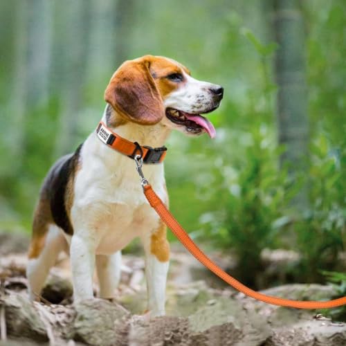 Joytale Personalized Dog Collar with Name Plate Built-in for Medium Dogs
