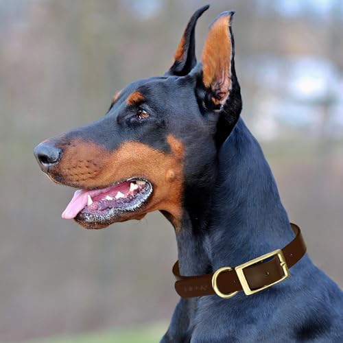 Viper Biothane Heavy Duty Waterproof Dog Collar Strong Coated Nylon Webbing w/Solid Brass Hardware Odor-Proof Easy to Clean High Performance Fits Small Medium or Large Dogs, Dark Chocolate Brown