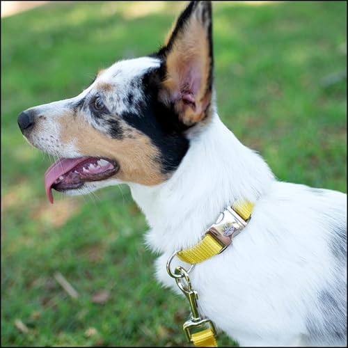 Country Brook Petz - Premium Nylon Dog Collar with Metal Buckle for Small Medium Large Breeds - 30+ Colors (Small, 3/4 Inch, Gold)