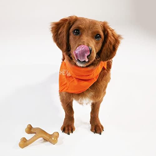 Nylabone Strong Chew Gourmet Style Dog Chew Toy Bundle, Small, 3 Count